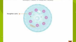 Asexual Reproduction [upl. by Jacie]