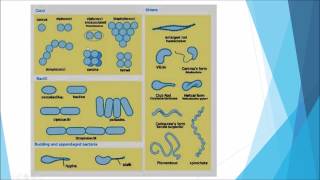 Microbiology Taxonomy [upl. by Areis949]