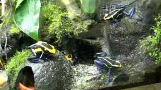 Dendrobates Tinctorius Cobalt feeding [upl. by Helen1]