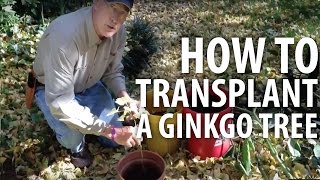 How to Transplant A Ginkgo Tree  The Dirt Doctor [upl. by Sheehan]