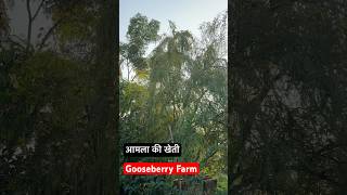 आमला की खेती A Gooseberry Farm gooseberry gooseberryrecipe aamla candy viralshorts love [upl. by Aicatsue]