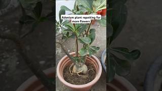 Repotting of adenium plant [upl. by Najed212]