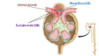 Juxtaglomerular Apparatus [upl. by Neira970]