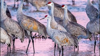 Sites amp Sounds  The Sandhill Crane Migration in Central Nebraska [upl. by Pool656]