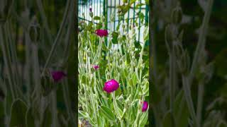 Lychnis coronaria flower flowers [upl. by Tripp]