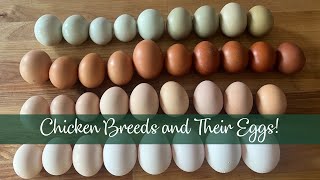 Chicken Breeds and Their Eggs [upl. by Assenay780]