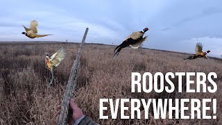 THIS WAS ONE OF THE CRAZY PHEASANT FLUSHES IVE WITNESSED NEBRASKA PHEASANTS EVERYWHERE [upl. by Gustie157]