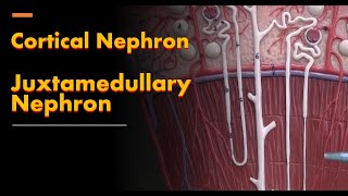 Cortical Nephron and Juxtamedullary Nephron [upl. by Ttereve]