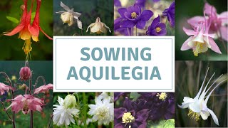 How To Sow Aquilegia Seeds  Columbine  Grannys Bonnets [upl. by Maidel101]