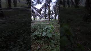 Makam datuk harimau kampar Yang terlupakan oleh masyarakat kampar kampar Riaupejuangkampar [upl. by Leinnad337]