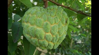 The Sweet Delight of Sugar Apple A Culinary Journey [upl. by Sirovaj]