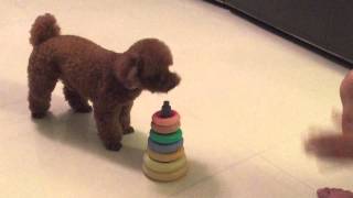 POODLE PERFORMING AMAZING DOG TRICKS  Cookies debut [upl. by Nayt]