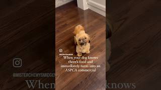 When your dog knows there’s food and immediately turns into an ASPCA commercial [upl. by Hgiellek825]