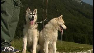 The Siberian Husky And Alaskan Malamute [upl. by Haisi318]