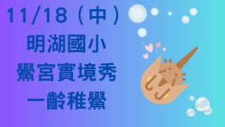 【144】 11月18日（中集） 2024 明湖國小 鱟宮實境秀 一齡稚鱟 [upl. by Ramso]