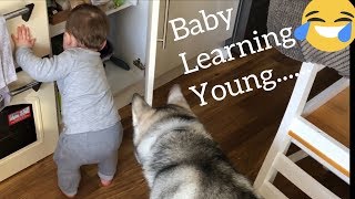 Baby Steals Food From My Kitchen To Feed The Huskies TRY NOT TO LAUGH [upl. by Arratal758]