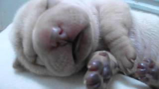 Filhote de Sharpei com 5 dias dormindo e sonhando Cherry EJ Terani [upl. by Roee]