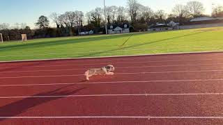 My dog sprinting 100m [upl. by Dyanne958]