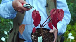 Cornus dogwood pruning [upl. by Emily]