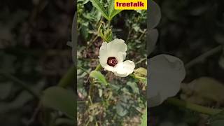 Discover the Young Okra Plant Growing Tips and Benefits LadiesFinger HomeGardening PlantCare [upl. by Nihs47]