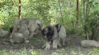 Caucasian ovcharka puppies 6  65 weeks old ECHINUS kennel [upl. by Enelec]