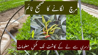 Chilli Nursery and shifting time in Punjab Pakistan [upl. by Darsie]