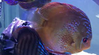 Welcome Murray the Moray freshwater tiger moray eel [upl. by Furlong]