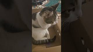 I get no respect 😒 🤣 love cat jerk mycats lol fumnyvideo funnycats shorts short video fun [upl. by Tranquada]