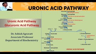 Uronic acid pathway  Biochemistry [upl. by Starks]