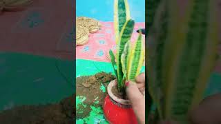 Reporting of Snake plant garden trendingshorts plants sortvideo latestupdate [upl. by Alyak]