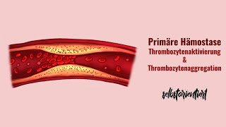 Primäre Hämostase einfach erklärt  Schritte  Thrombozytenaktivierung  Thrombozytenaggregation [upl. by Phemia]