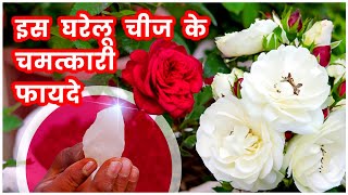 Powerful use of Alum in Gardening  फिटकरी का उपयोग पौधों पर  Benefits of FitkiriAlum  Rose Plant [upl. by Ecilayram]