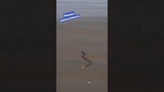 Pelamis platura shorts ecuador ocean pacific snake playa venomous wounded notaggressive [upl. by Faustena]