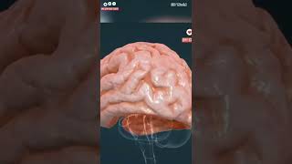 The Ventricular System And The Human Main Brain  Watch In 3D brain [upl. by Illona]