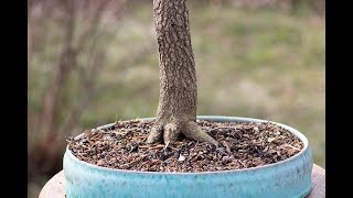 Repotting a Bonsai Viburnum 2018 [upl. by Iffar]