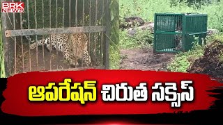 ఆపరేషన్‌ చిరుత సక్సెస్‌  Ranga reddy  Cheetah  BRK News Digital [upl. by Elumas]