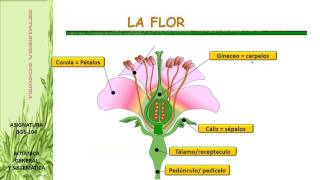 MORFOLOGIA DE LA FLOR I [upl. by Ardiedal]