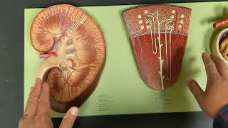 Renal System Blood Flow [upl. by Eidnyl365]