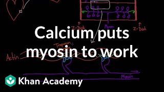 Calcium puts myosin to work  Circulatory system physiology  NCLEXRN  Khan Academy [upl. by Ahsertal836]