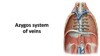 Azygos system of veins Prof Dr Md Ashfaqur Rahman [upl. by Vere]