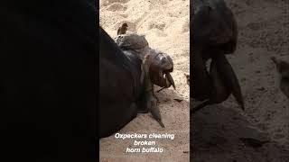 shorts oxpeckers cleaning broken horn buffalo [upl. by Ettesus]