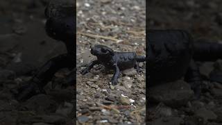 Trouver la salamandre noir salamandra amphibian animaux nature montage [upl. by Gnous]