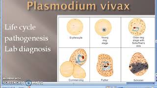 Parasitology 075 a Plasmodium Malaria Life Cycle Moquito Sporozoite Merozoite female Anopheles [upl. by Enoob]