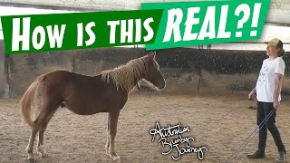 New Horse First Session Ever horse 🐴Australian Horse Training [upl. by Ayamahs]