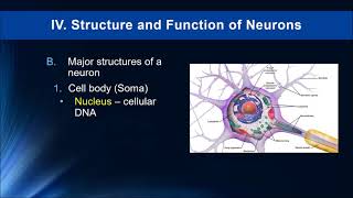 Lecture 5  Structure and Functions of Neurons 2019 [upl. by Sascha]