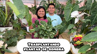 TRASPLANTANDO CON MI ESPOSO PLANTAS philodendros  pothos y monstera [upl. by Dhiman853]