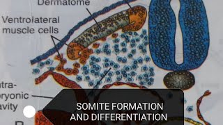 SOMITE DIFFERENTIATION [upl. by Ylesara715]