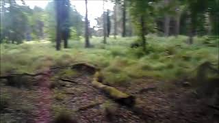 Portumna Forest park Co Galway  Irelands Most Beautiful Forest [upl. by Mohkos277]