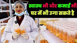 घर के एक कमरे में लगा सकते है । Cordyceps Militaris Mushroom Cultivation Training  कीड़ा जड़ी [upl. by Justin]