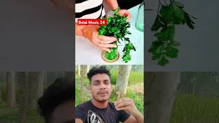 ধনিয়ার পাতা সতেজ রাখার টেকনিক coriander leaves keep fresh vairalshort duet vairalvideo reels [upl. by Sunderland]